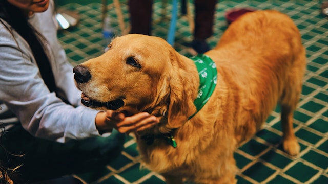 thérapie par animaux